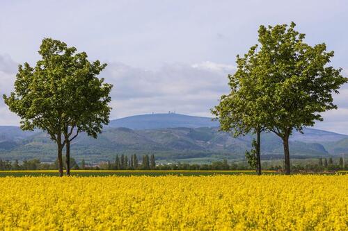 Foto - Etagenwohnung in Wernigerode zur Miete