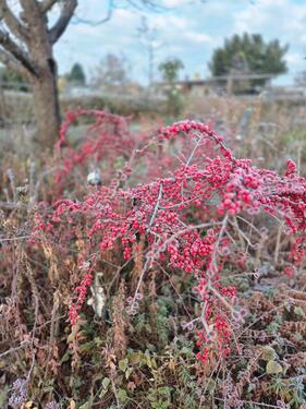 Foto - Grundst&uuml;ck zur Miete in Leipzig