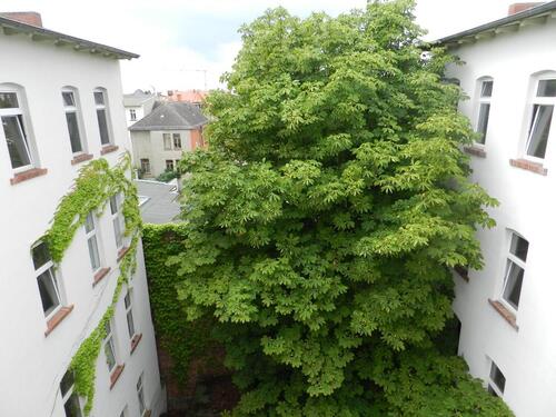 Foto - Etagenwohnung zur Miete in Dessau-Roßlau