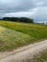 Foto - Wiese in Bisingen zu verpachten