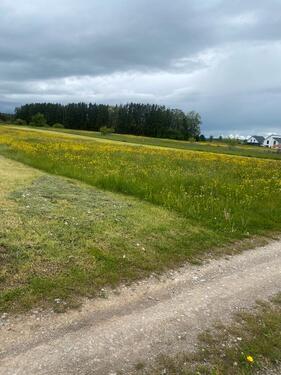 Foto - Wiese in Bisingen zu verpachten