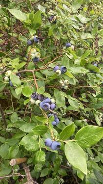 Foto - Grundst&uuml;ck zur Miete in Luckenwalde