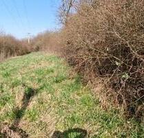 1500 m² Gartenland pachten – Apfelbaum, Eiche & Strom - Rehlingen-Siersburg