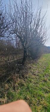 Foto - Grundst&uuml;ck in Rehlingen-Siersburg zur Miete