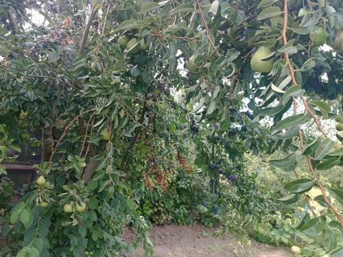 Foto - Grundst&uuml;ck in Magdeburg zur Miete