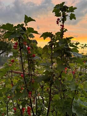 Foto - Grundst&uuml;ck in Waltershausen zur Miete
