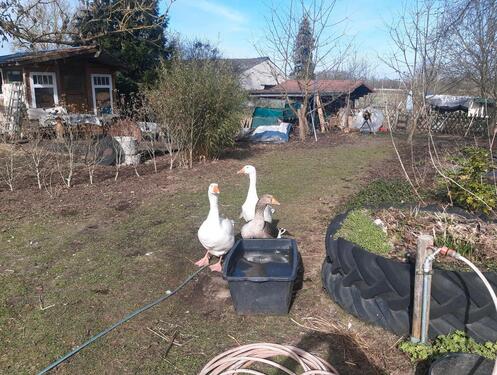 Foto - 3 Zimmer Dachgeschoßwohnung in Langendorf