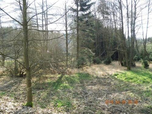 Foto - GrünflächeUnland mit Bäumen und Sträuchern