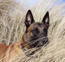 Ferienwohnung für den Urlaub mit Hund auf Ameland - Duisburg Hochheide