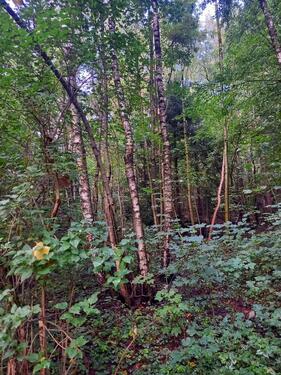 Foto - Grundst&uuml;ck in Berlin zur Miete