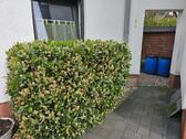 Foto - Einfamilienhaus in Ettringen zum Kaufen