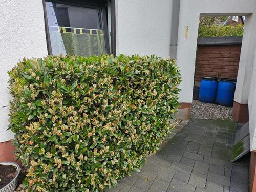 Foto - Einfamilienhaus in Ettringen zum Kaufen