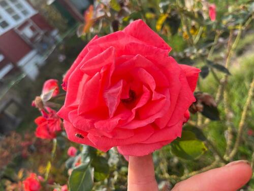 Foto - Grundst&uuml;ck zur Miete in Erfurt