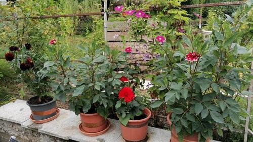 Foto - Wegen Zeitmangel ca. 400 qm Kleingarten abzugeben