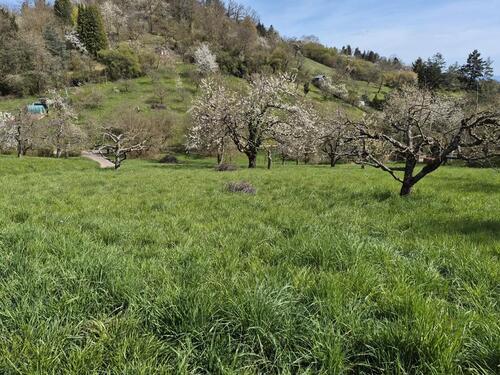 Foto - Grundst&uuml;ck zur Miete in Esslingen am Neckar