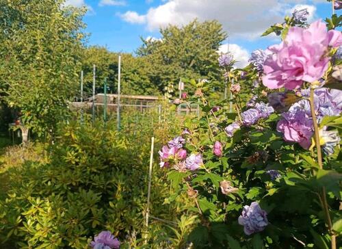 Foto - Kleingarten Schrebergarten - 4.000,00&nbsp;EUR Kaltmiete, ca.&nbsp; 0,00&nbsp;m&sup2;