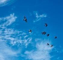 Wohnung in landshut für 3-6 Monate zum vermieten