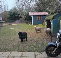 Wohnung mit Schafer Aussicht - 560,00&nbsp;EUR Kaltmiete, ca.&nbsp; 30,00&nbsp;m&sup2; in Struxdorf (PLZ: 24891)