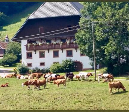 Foto - Ferienwohnung Kandelblick - 95,00&nbsp;EUR Kaltmiete,