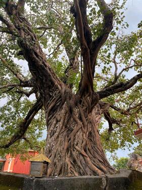 Foto - andere in Dresden zur Miete