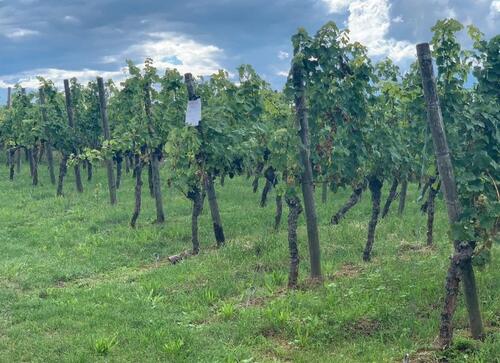 Foto - Weinberg Markung Korb - 1.300,00 EUR Kaltmiete, ca.  0,00 m²