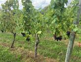 Foto - Grundstück in Schwaikheim