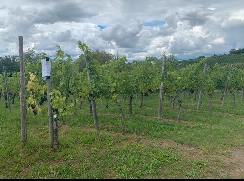 Foto - Grundstück in Schwaikheim zur Miete