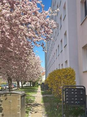 Foto - 3 Zimmer Etagenwohnung zur Miete in Dresden