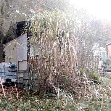 Foto - Grundstück in Greiz zur Miete