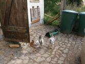 Foto - 