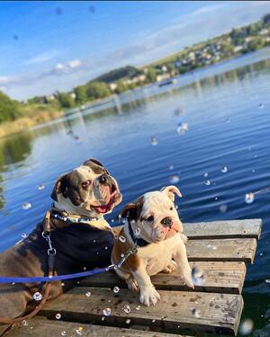 Foto - andere in Mehren