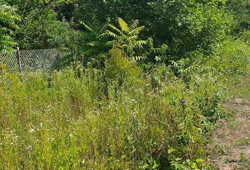 Foto - Garten in Worms-Pfeddersheim zu verpachten