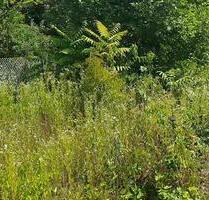 Garten in Worms-Pfeddersheim zu verpachten