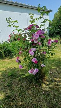 Foto - 4 Zimmer Doppelhaushälfte in Reichertsheim