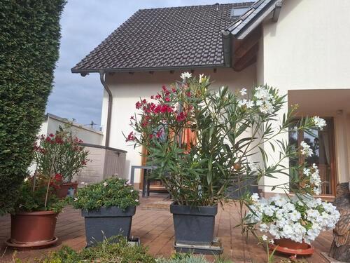 Foto - Mehrfamilienhaus, Wohnhaus in Magdeburg zum Kaufen