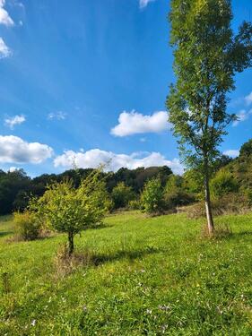 Foto - Grundst&uuml;ck zur Miete in Neuwied