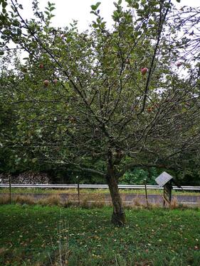 Foto - Grundst&uuml;ck in Morbach zur Miete