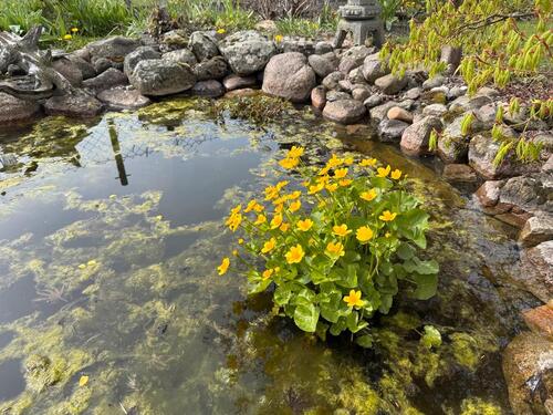 Foto - 3 Zimmer Doppelhaushälfte in Hannover