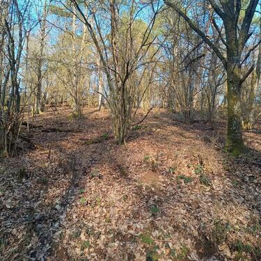 Foto - Kleines Waldgrundstück in Moselhöhenlage