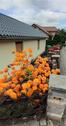 Foto - Einfamilienhaus zum Kaufen in Jena
