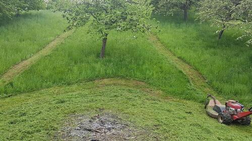 Foto - Grünfläche mit altem Obstbaumbestand und Sichelmäher