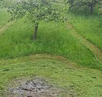 Grünfläche mit altem Obstbaumbestand und Sichelmäher - Bühl