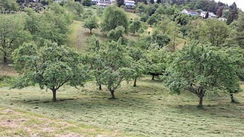 Foto - Grundstück zur Miete in Bühl