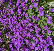 DDH KreuzauOrtsteil, von 1950, - 200.000,00&nbsp;EUR Kaufpreis, ca.&nbsp; 95,00&nbsp;m&sup2; in Düren (PLZ: 52355) Rölsdorf