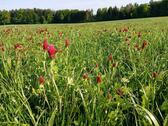 Foto - Grundstück zur Miete in Egling