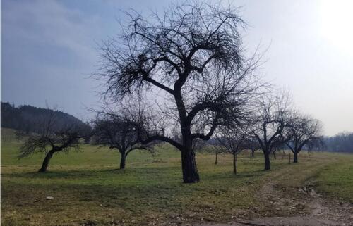 Foto - Obstgarten mit 5000m² Wiese - 50,00&nbsp;EUR Kaltmiete, ca.&nbsp; 0,00&nbsp;m&sup2;