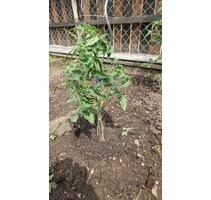 Zweifamilienhaus in Dollnstein - 400.000,00&nbsp;EUR Kaufpreis, ca.&nbsp; 130,00&nbsp;m&sup2; in Dollnstein (PLZ: 91795)