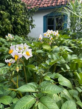 Foto - Selbstversorger Garten in zentraler Lage von Wolfenbüttel
