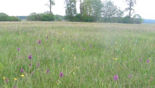 Foto - Grünland bei Trulben - 750,00&nbsp;EUR Kaltmiete, ca.&nbsp; 0,00&nbsp;m&sup2;