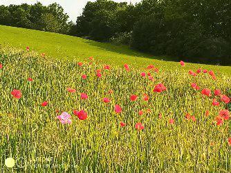 Foto - andere in Zittau zur Miete